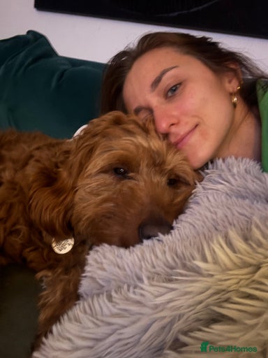 Gallery Image {{count}}