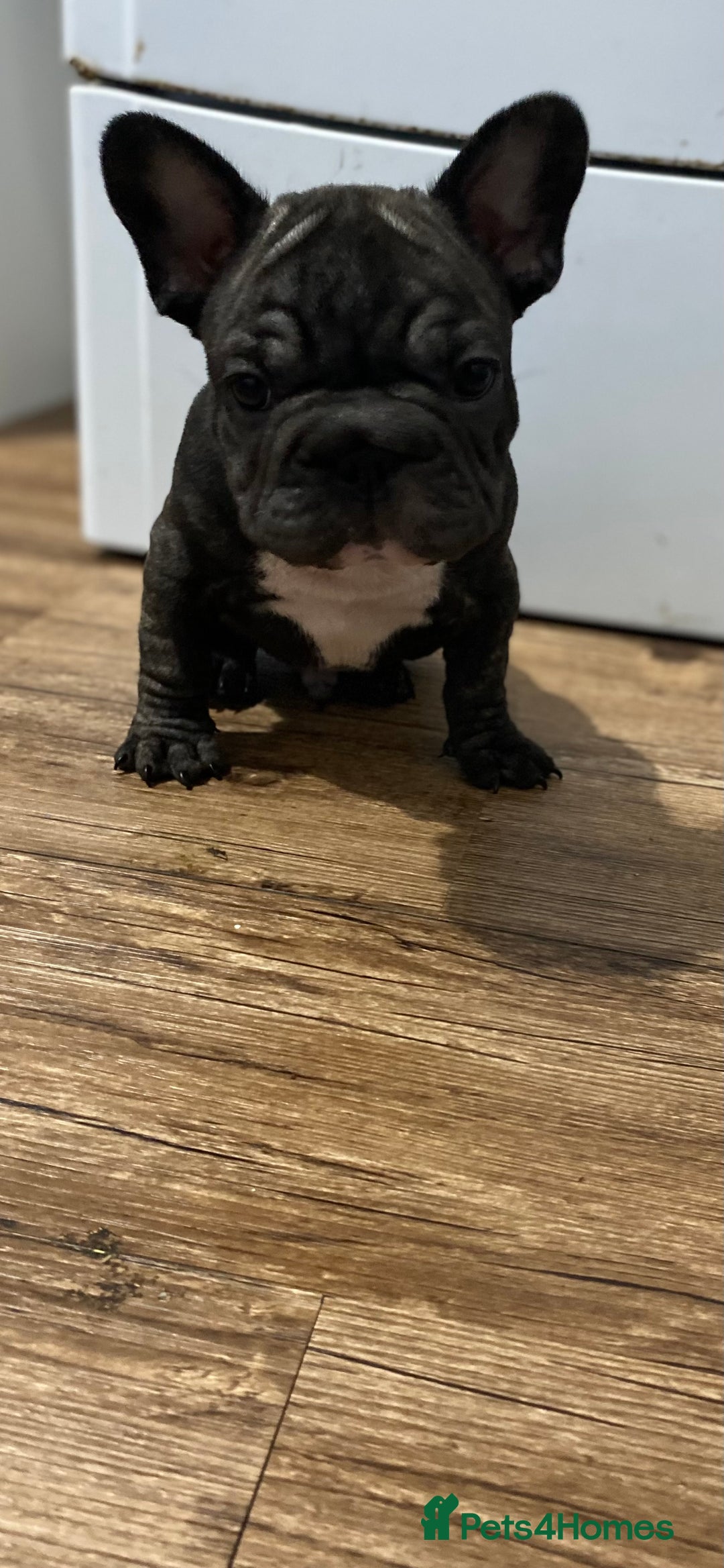 French Bulldog dogs for sale: 🐾 KC FRENCHIE PUPS 🐾 ready to leave last boy   - Advert 12