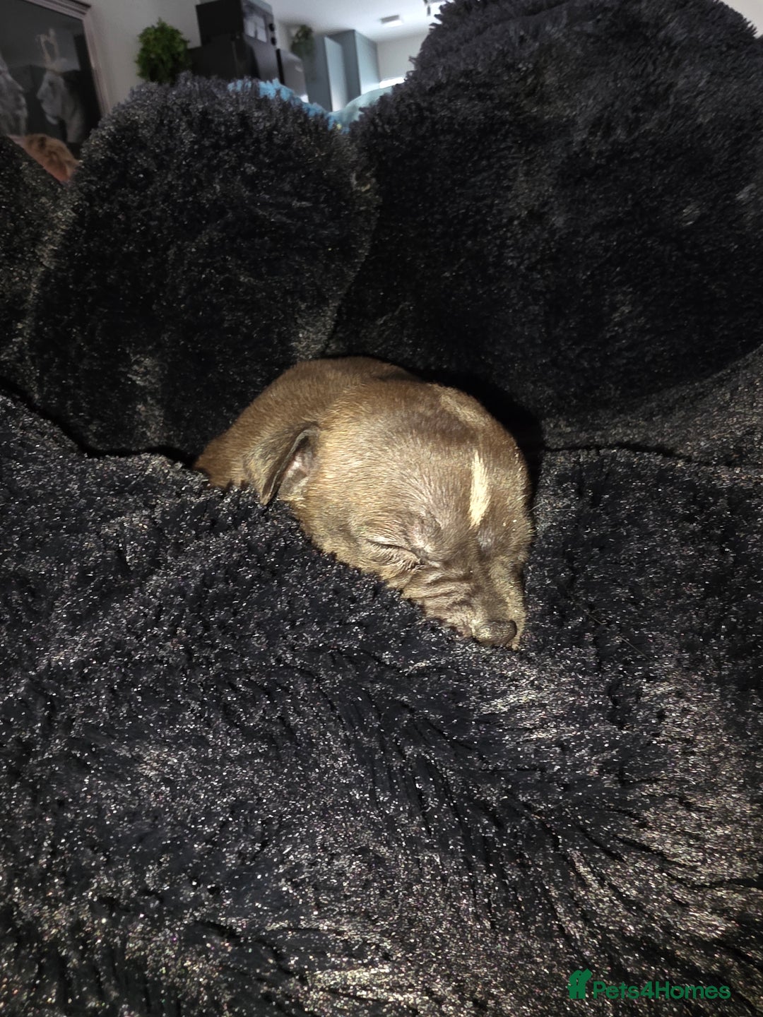 Staffordshire Bull Terrier dogs for sale: **LAST GIRL** STAFFORDSHIRE BULL TERRIOR PUPPIES - Image 26