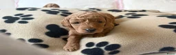 Toy Poodle dogs for sale: 🐾✨Exceptional Toy Poodle Puppies ✨🐾 - Advert 17