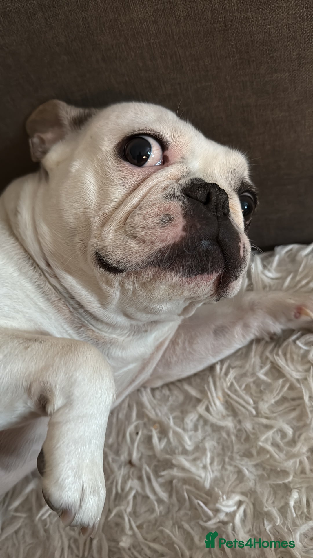 Mixed Breed dogs for sale: PEARL AND PAX - Advert 4