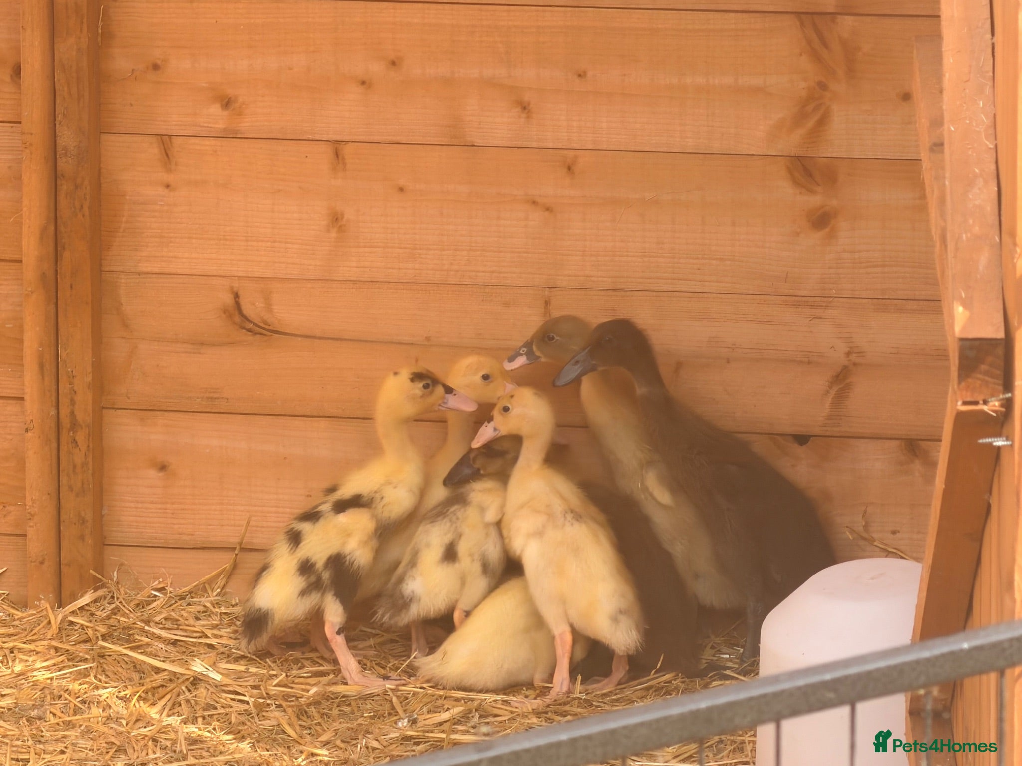Ducks poultry 2 week old Indian runner ducklings  - Advert 9