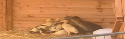 Ducks poultry for sale: 2 week old Indian runner ducklings  - Advert 1