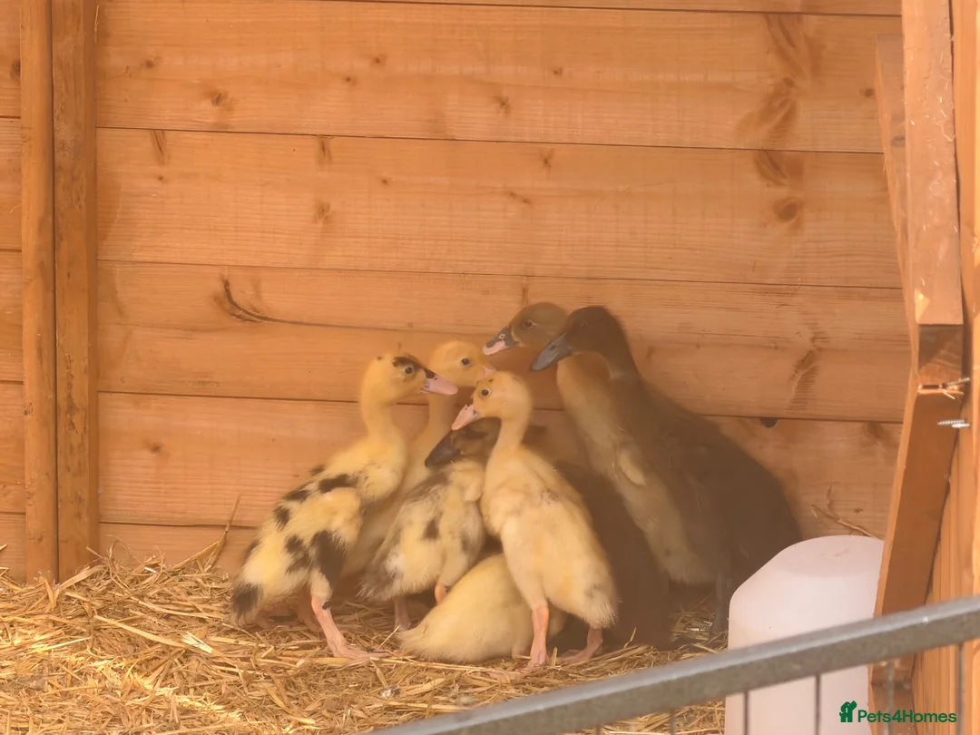 Ducks poultry for sale: 2 week old Indian runner ducklings  - Advert 1