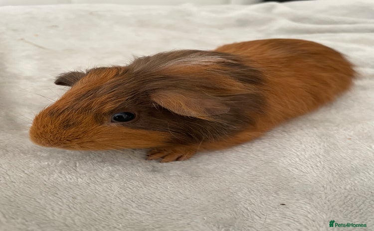 Guinea Pig rodents - Advert 1