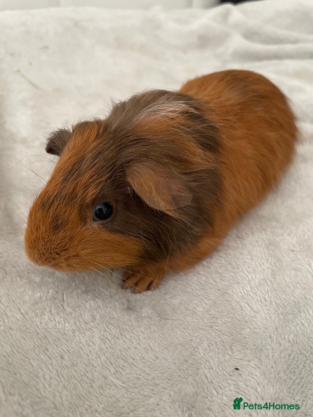 Guinea Pig rodents for sale: Male baby guinea pigs  - Image 1