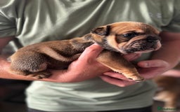 English Bulldog dogs for sale: Bulldog puppy’s  - Image 3