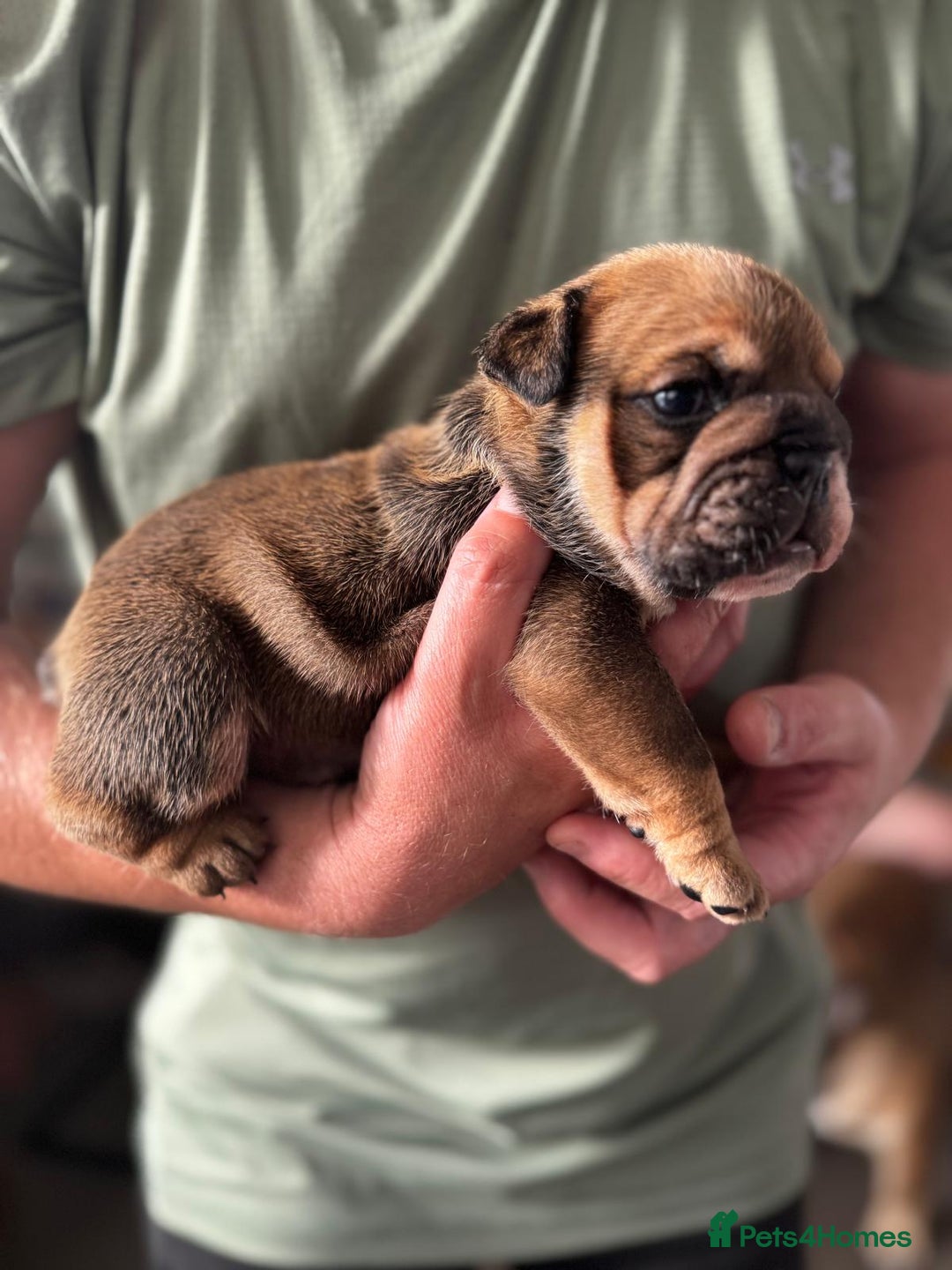 English Bulldog dogs for sale: Bulldog puppy’s  - Image 3