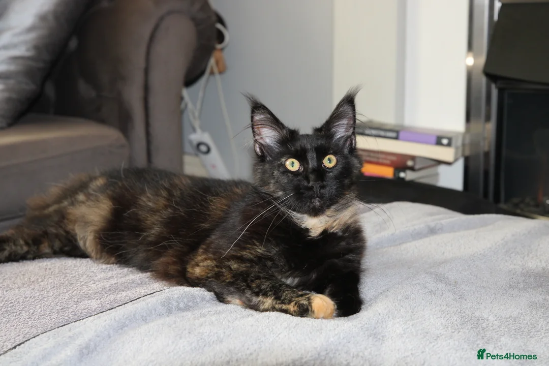 Maine Coon cats for sale:  Maine Coon Kittens Looking for Loving Homes 🐾 - Advert 1