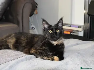 Maine Coon cats Maine Coon Kittens Looking for Loving Homes 🐾 - Advert 12