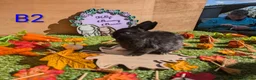 Netherland Dwarf rabbits for sale: Beautiful babies  - Advert 8