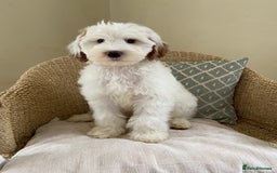 Double Doodle dogs for sale: Gorgeous Australian Double Doodle Pups - Image 8