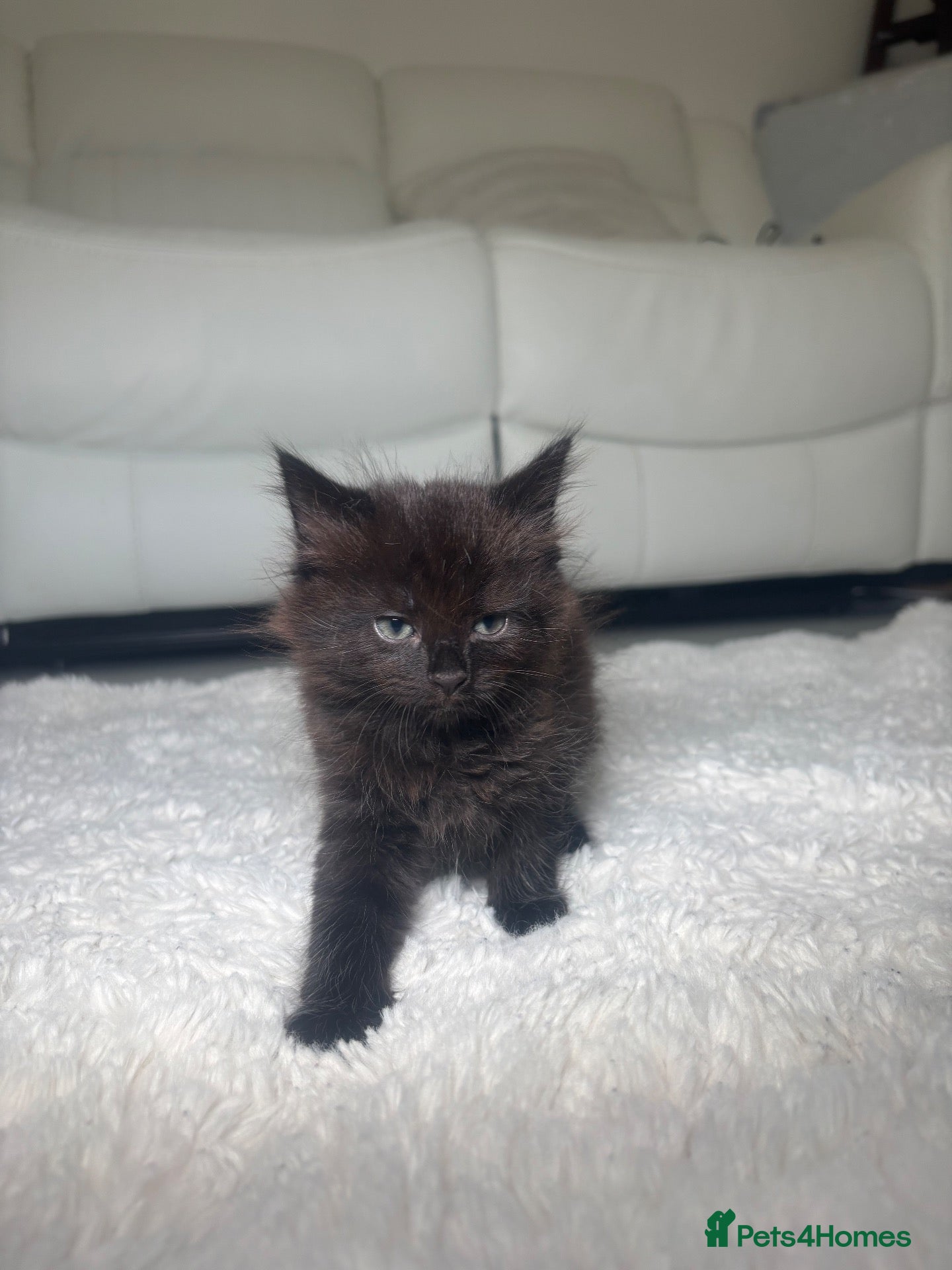 Mixed Breed cats 1 Beautiful black Bengal Mix Kitten left 🐾 - Advert 6
