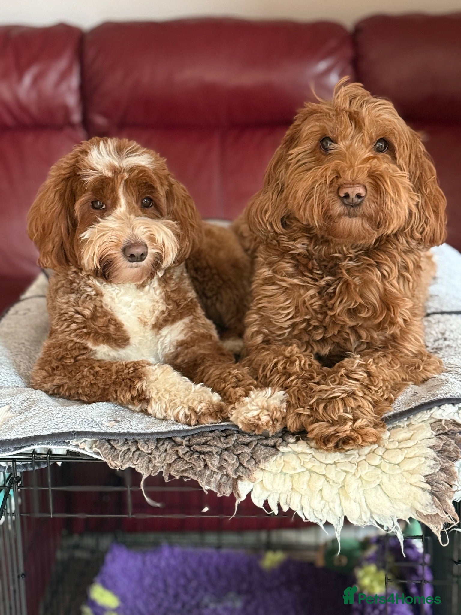 Australian Labradoodle dogs Genuine Australian Labradoodle Waiting List - Advert 1