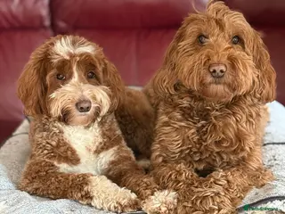 Australian Labradoodle dogs Genuine Australian Labradoodle Waiting List - Advert 1