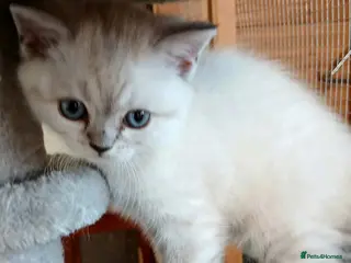 British Shorthair cats Bsh.X Scottish fold colorpoint. - Advert 13