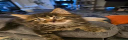Maine Coon cats for sale: Gorgeous maincoon max very lovely kittens in Wembley - Advert 2