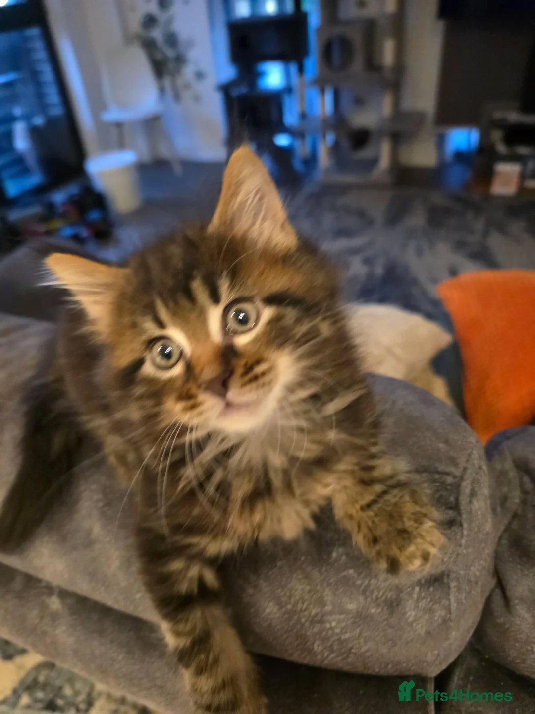 Maine Coon cats for sale: Gorgeous maincoon max very lovely kittens in Wembley - Advert 2