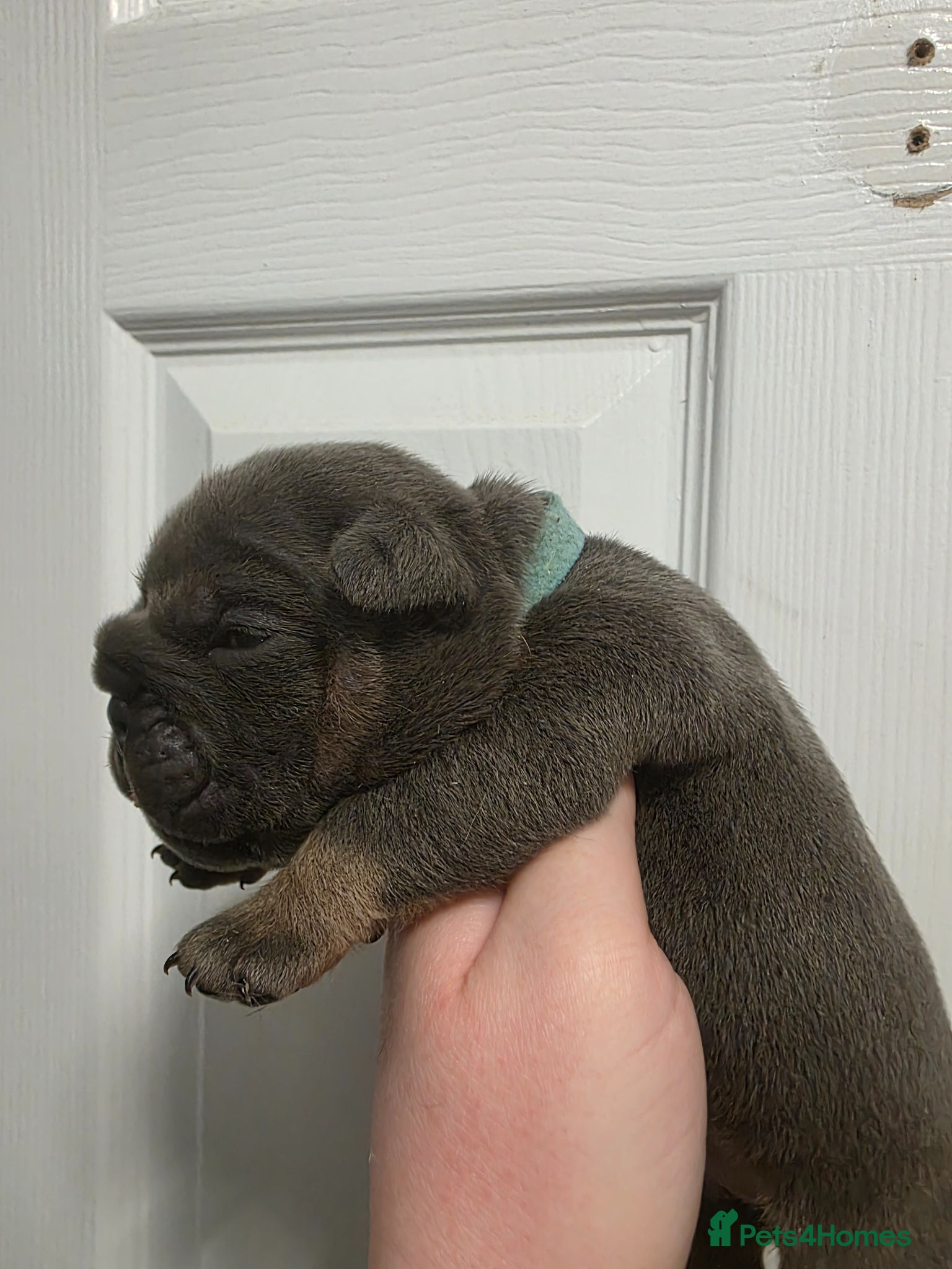 English Bulldog dogs Kc british bulldog pups - Advert 1