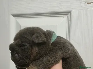 English Bulldog dogs Kc british bulldog pups - Advert 1