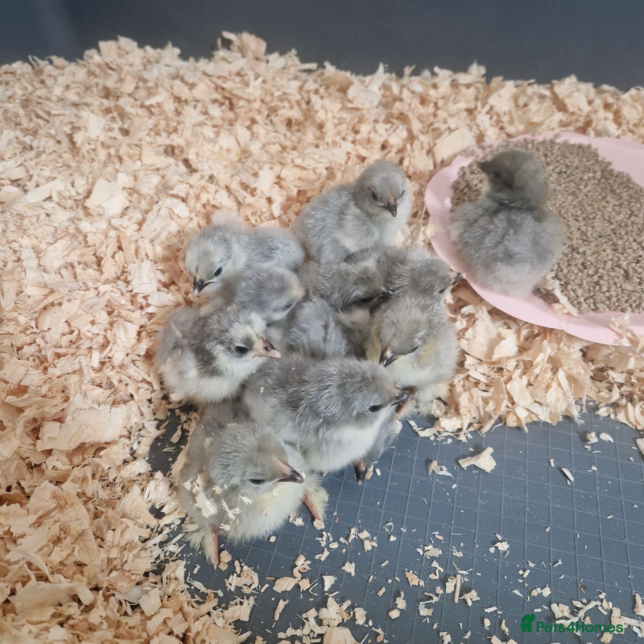 Chickens poultry Day Old Lavender Pekin Bantam Chicks - Advert 5