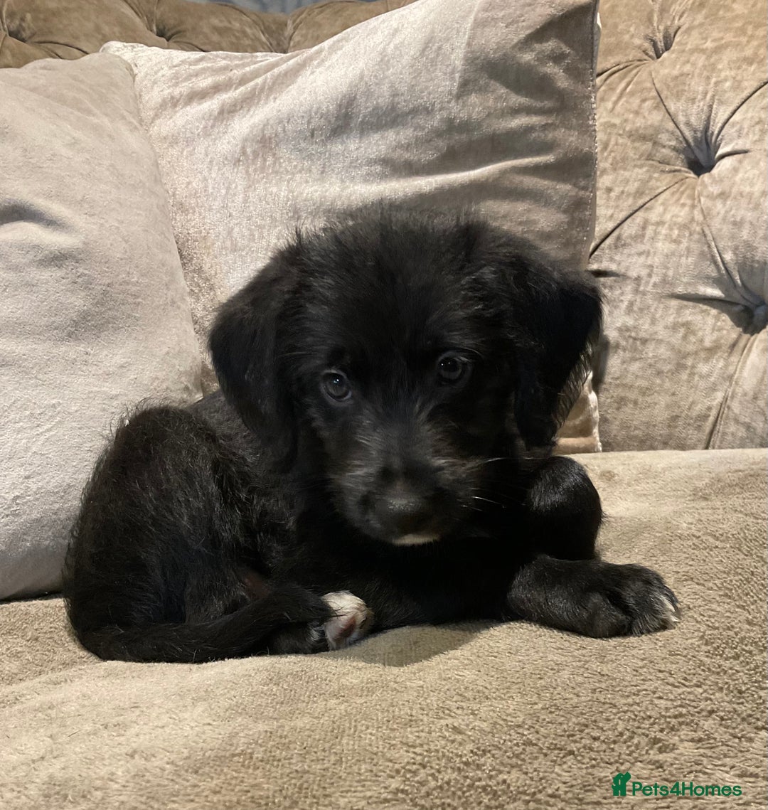 Mixed Breed dogs for sale: Whippet x Miniature Labradoodle.  - Advert 3