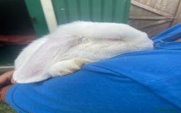 Mini Lop rabbits for sale: Pure breed mini lop - Image 3