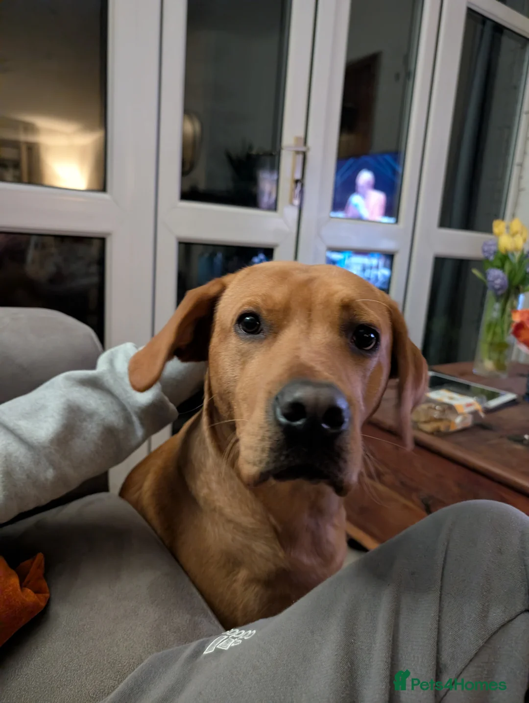 Labrador Retriever dogs for sale: Male Fox Red Labrador 1yr 3m - Advert 2