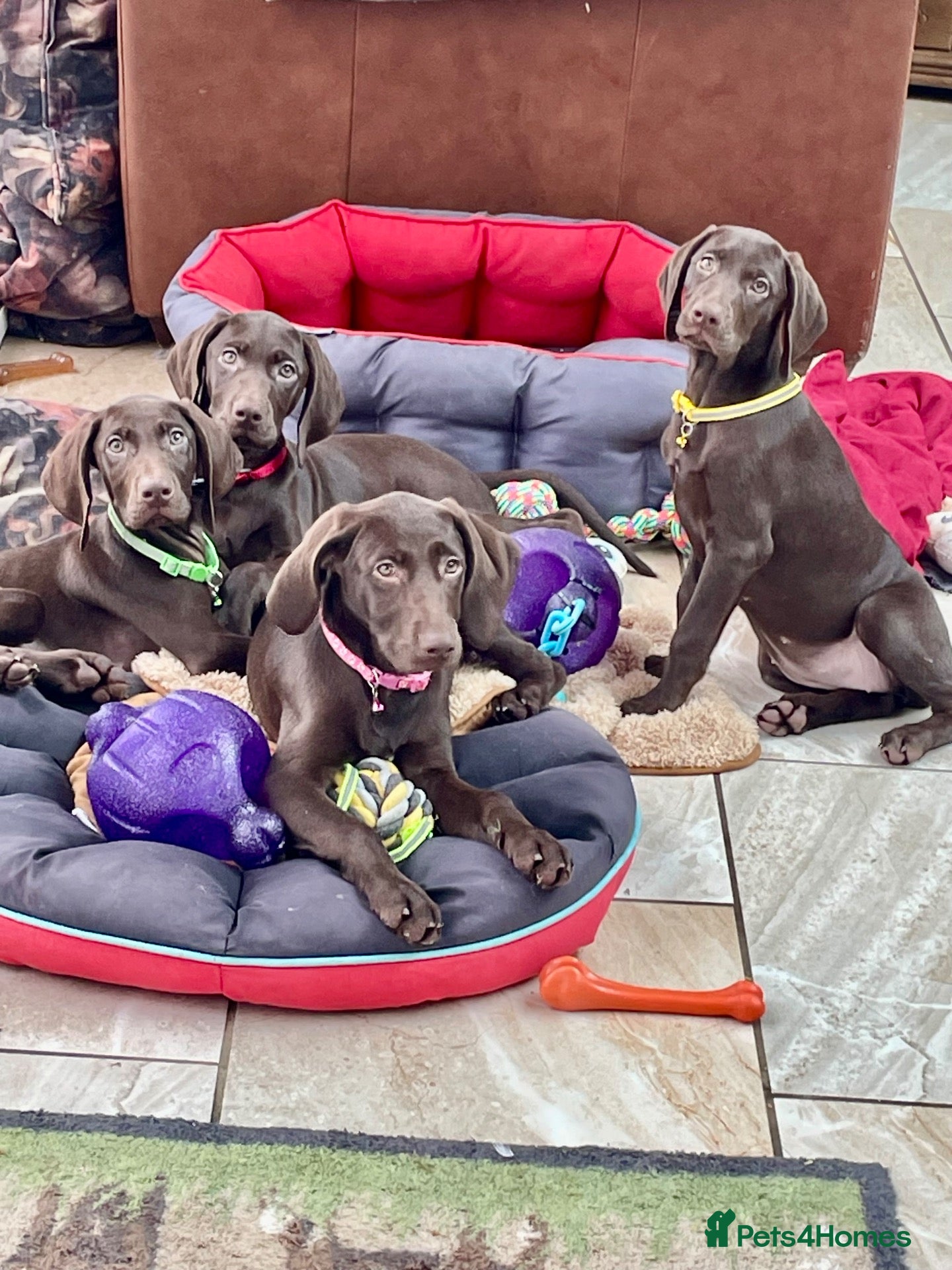 German Shorthaired Pointer dogs Stunning boy and girls  - Advert 6