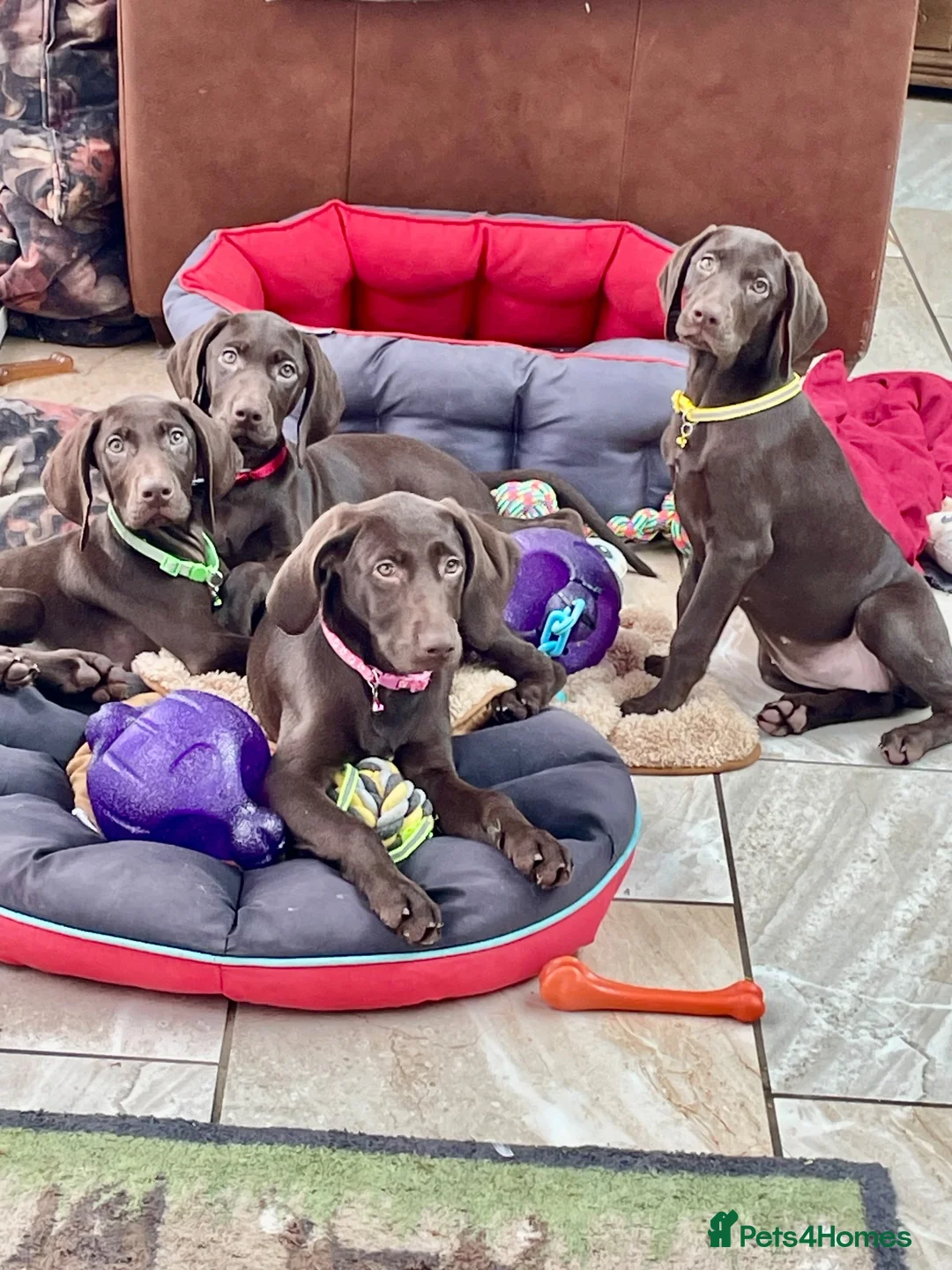German Shorthaired Pointer dogs for sale: Stunning boy and girls  - Advert 1