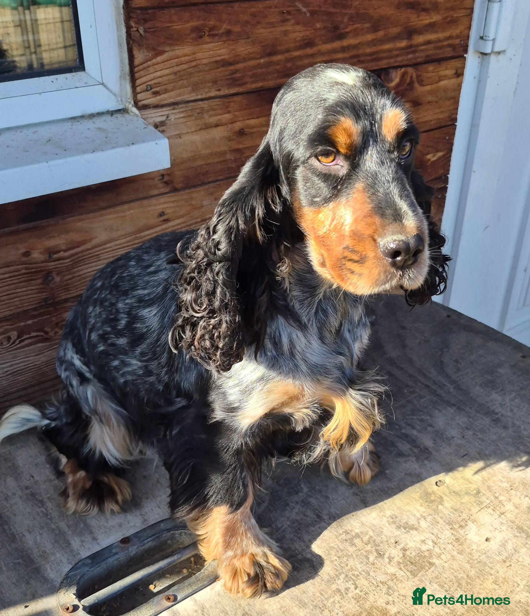 Cocker Spaniel dogs Show type cocker spaniel  - Advert 3