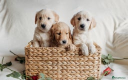 Golden Retriever dogs for sale: Rare & wonderful petite golden retrievers - Image 5