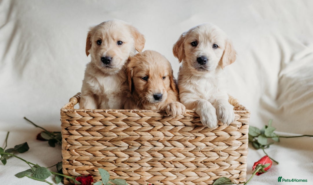 Golden Retriever dogs for sale: Rare & wonderful petite golden retrievers - Image 5