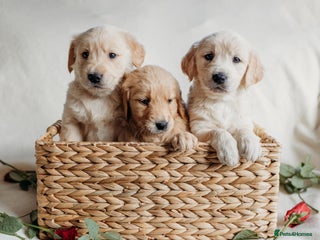 Golden Retriever dogs - Advert 5
