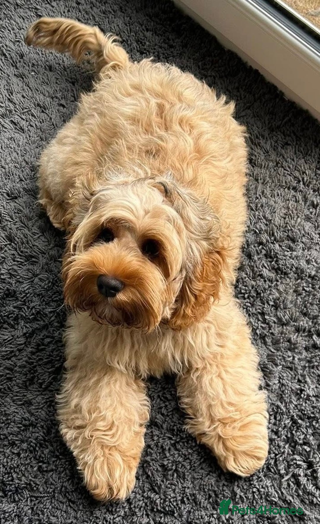 Cockapoo dogs for sale: Stunning little female cockapoo for sale - Image 4