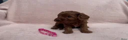 Cavapoo dogs for sale: Stunning home bred Cavapoo puppies health tested  - Advert 5