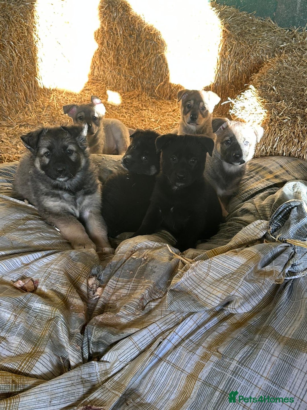 German Shepherd dogs for sale: German Shepard puppies - Advert 3