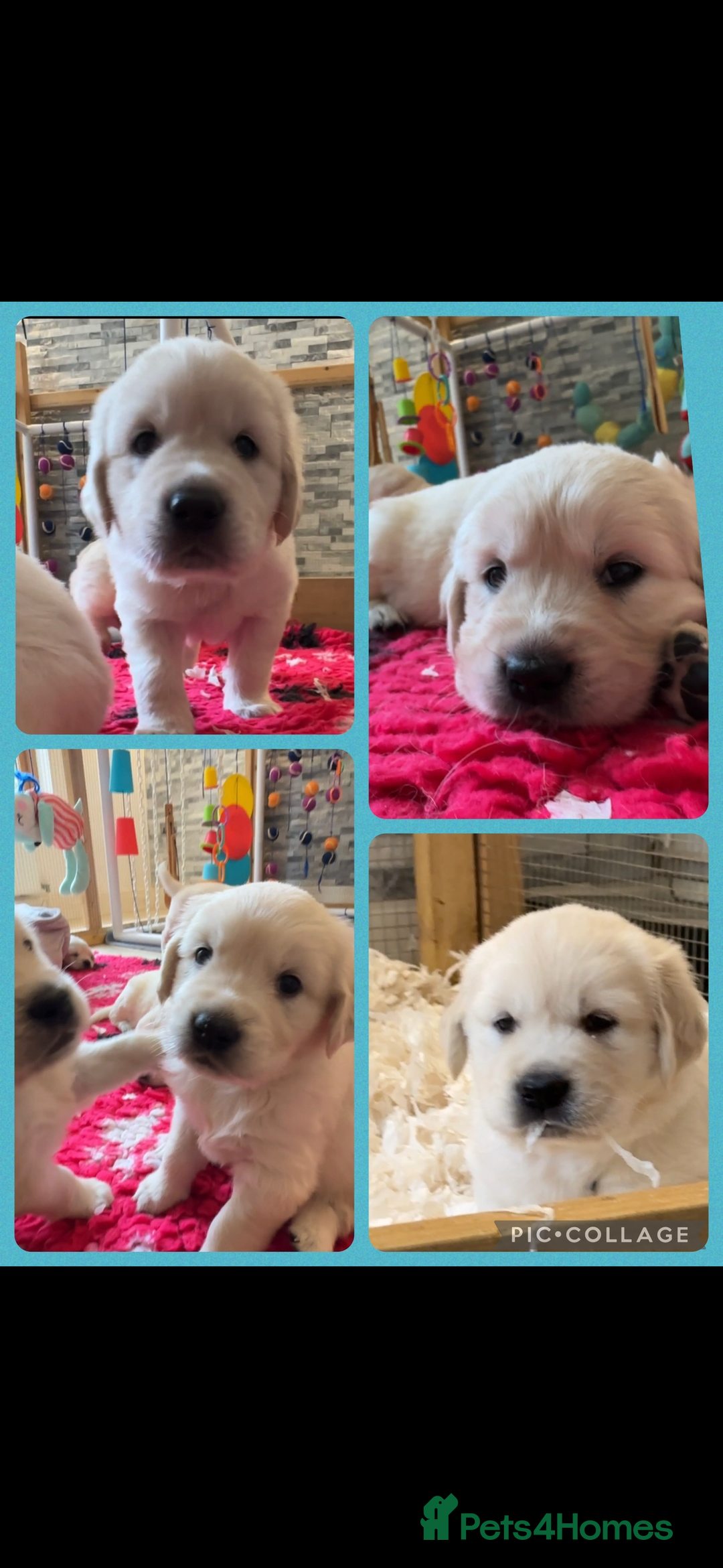Golden Retriever dogs for sale: Cream Golden Retriever Puppy Health Tested Parents in Blackpool - Image 13