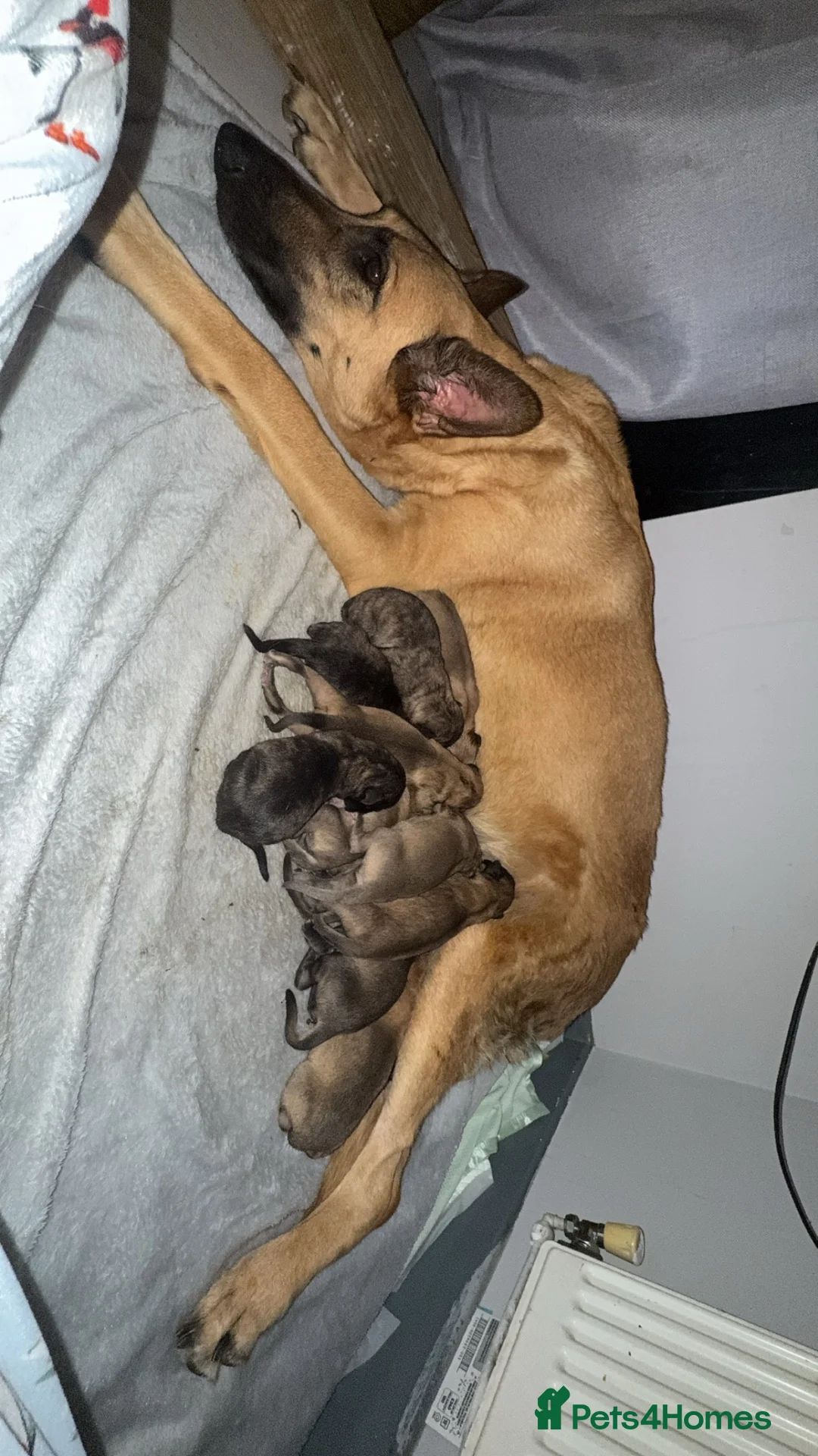 Mixed Breed dogs for sale: 12 gorgeous puppies need new family’s  - Advert 1