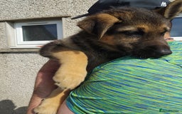 German Shepherd dogs for sale: 7 Beautiful German shepherd puppies 🐶 💜 🩵  - Image 9