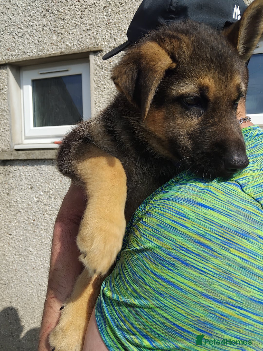 German Shepherd dogs for sale: 7 Beautiful German shepherd puppies 🐶 💜 🩵  - Image 9