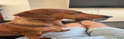 Dachshund dogs for sale: Dachshund for sale - Advert 2