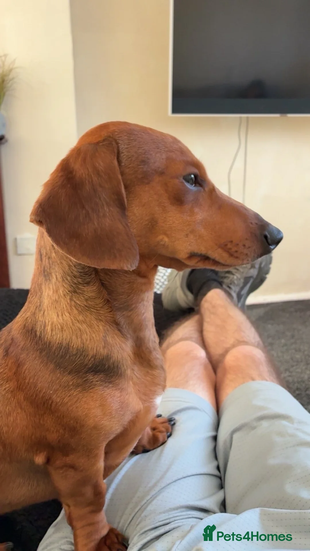 Dachshund dogs for sale: Dachshund for sale - Advert 2