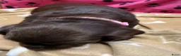 Cocker Spaniel dogs for sale: Chocolate merle and family - Advert 17