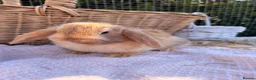 Mini Lop rabbits for sale:  Gorgeous mini Lop babies  - Advert 36