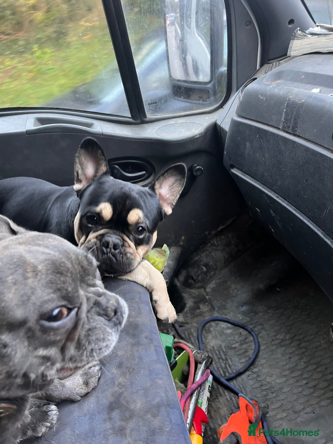 French Bulldog dogs for stud: Chocolate Tan french bulldog Burtie in Sevenoaks - Image 4