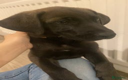 Mixed Breed dogs for sale: GREAT DANE X GERMAN SHEPHERD PUPPIES READY TO GO - Image 4