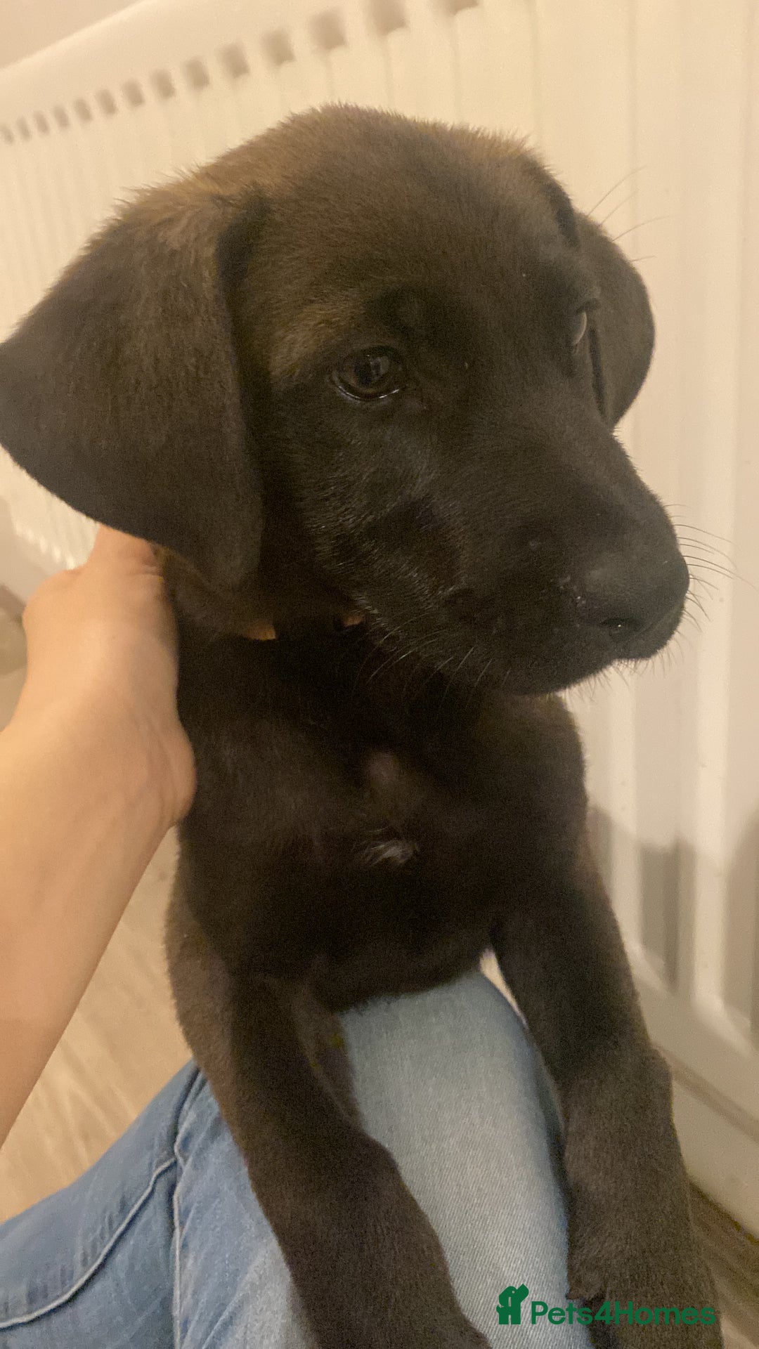 Mixed Breed dogs for sale: GREAT DANE X GERMAN SHEPHERD PUPPIES READY TO GO - Image 4