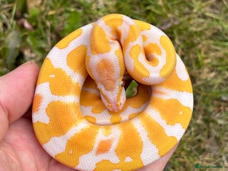 Python Snake reptiles - Advert 2