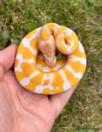 Python Snake reptiles - Advert 2